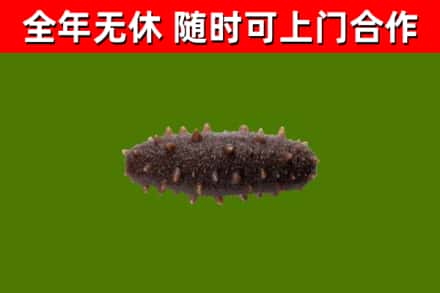 旬邑县烟酒回收干海参.jpg